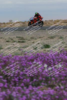 media/Jan-14-2023-SoCal Trackdays (Sat) [[497694156f]]/Turn 14 Exit Bloomig (145pm)/